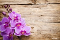 Pink orchid flower. Naklejkomania - zdjecie 1 - miniatura