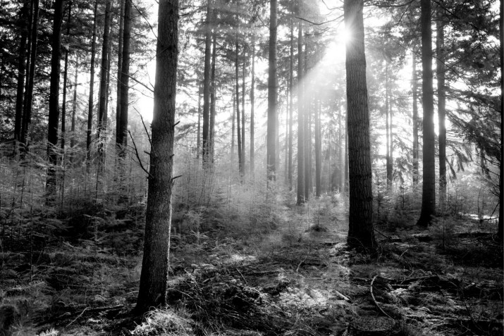Fototapeta na ścianę tapeta na fizelinie do sypialni, las, słońce , czerń i biel 10078 - zdjęcie 2