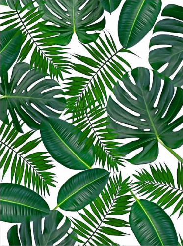 Plakat monstera liście 61155 - zdjęcie 2