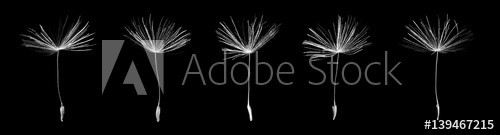 Seeds of dandelion on black background - zdjęcie 1