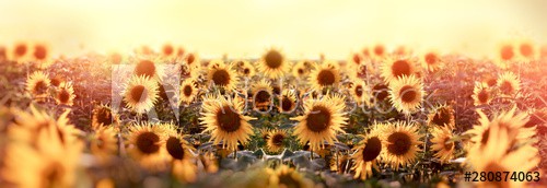 Beautuful sunflower in meadow, agricultural field - zdjęcie 1