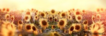 Beautuful sunflower in meadow, agricultural field Naklejkomania - zdjecie 1 - miniatura