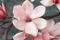 Pink magnolia flowers on magnolia tree Naklejkomania - zdjecie 1 - miniatura