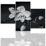 Tryptyk do salonu - Kwiaty, storczyk, orchidea 12096 Naklejkomania - zdjecie 1 - miniatura