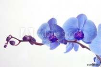 Blue orchid Naklejkomania - zdjecie 1 - miniatura