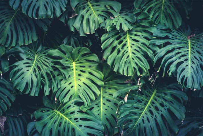 Nowoczesna fototapeta liście monstera 225246132 - zdjęcie 2
