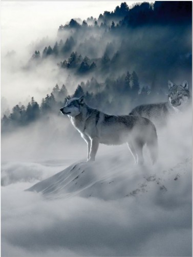 Plakat mgła wilk 61185 Naklejkomania - zdjecie 1