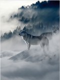 Plakat mgła wilk 61185 Naklejkomania - zdjecie 1 - miniatura
