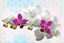 Fototapeta na ścianę tapeta na fizelinie do salonu Gałązka orchidei 10148 Naklejkomania - zdjecie 2 - miniatura