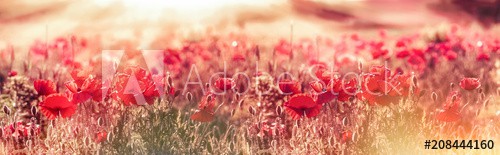 Meadow of poppies in the late afternoon - early evening, wild red poppies illuminated by rays of the setting sun - dusk, selective and soft focus on poppy