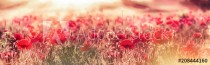 Meadow of poppies in the late afternoon - early evening, wild red poppies illuminated by rays of the setting sun - dusk, selective and soft focus on poppy Naklejkomania - zdjecie 1 - miniatura