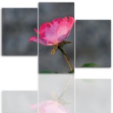 Tryptyk do salonu - Kwiaty, róże, pąk 12104 Naklejkomania - zdjecie 1 - miniatura