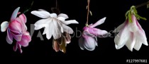 Magnolia flowers set over black background Naklejkomania - zdjecie 1 - miniatura