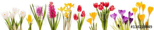Spring flowers collection