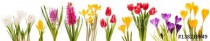 Spring flowers collection Naklejkomania - zdjecie 1 - miniatura