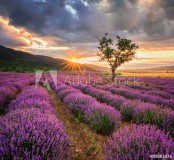 Stunning landscape with lavender field at sunrise Naklejkomania - zdjecie 1 - miniatura