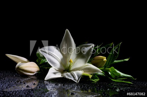 freshness lily with buds