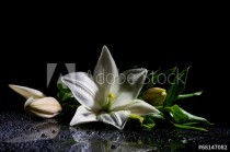 freshness lily with buds Naklejkomania - zdjecie 1 - miniatura