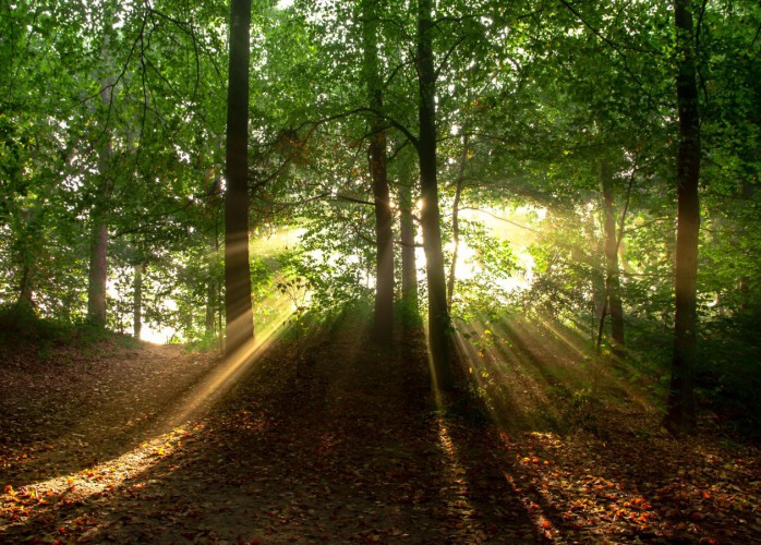 Fototapeta na ścianę tapeta na fizelinie do salonu sypialni  las natura drzewa wzór 10007 - zdjęcie 2