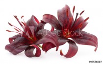 Two red lilies. Naklejkomania - zdjecie 1 - miniatura