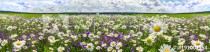 spring landscape panorama with flowering flowers on meadow Naklejkomania - zdjecie 1 - miniatura