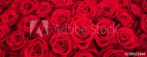 Rote Rosen als Panorama Hintergrund Naklejkomania - zdjecie 1 - miniatura