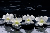 four white orchid with stones and wet background Naklejkomania - zdjecie 1 - miniatura