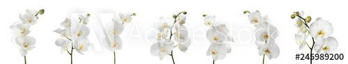 Set of beautiful orchid phalaenopsis flowers on white background - zdjęcie 1