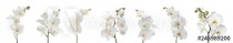 Set of beautiful orchid phalaenopsis flowers on white background Naklejkomania - zdjecie 1 - miniatura