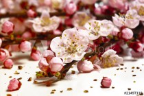 blossom cherry flower Naklejkomania - zdjecie 1 - miniatura