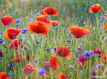 Polne maki pośród traw i kwiatów polnych Naklejkomania - zdjecie 1 - miniatura