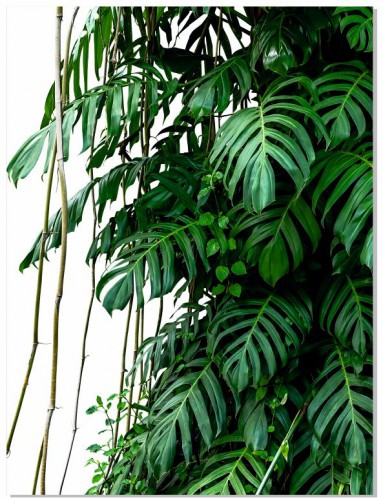 Plakat Namiastka Dżungli , monstera 61132 - zdjęcie 5