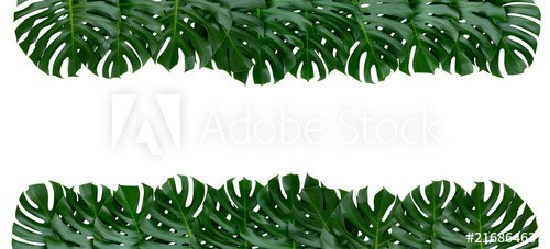 Monstera plant leaves backdrop, the tropical evergreen vine isolated on white background - zdjęcie 1
