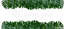 Monstera plant leaves backdrop, the tropical evergreen vine isolated on white background Naklejkomania - zdjecie 1 - miniatura