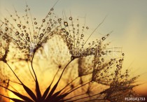 Dew drops on a dandelion seeds at sunrise close up. Naklejkomania - zdjecie 1 - miniatura