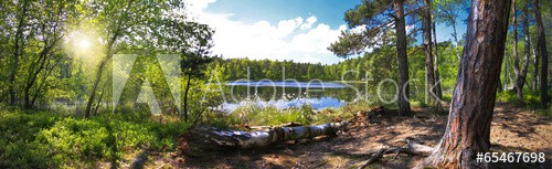 Leśna panorama nad brzegiem jeziora