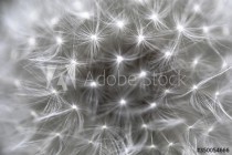 abstract dandelion background Naklejkomania - zdjecie 1 - miniatura