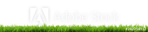 grass isolated on white background