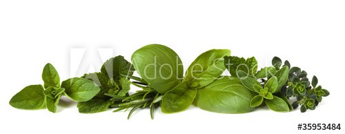Herb Border on White - zdjęcie 1