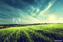field of barley in sunset time Naklejkomania - zdjecie 1 - miniatura