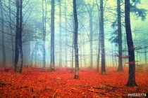 Autumn light forest scene Naklejkomania - zdjecie 1 - miniatura