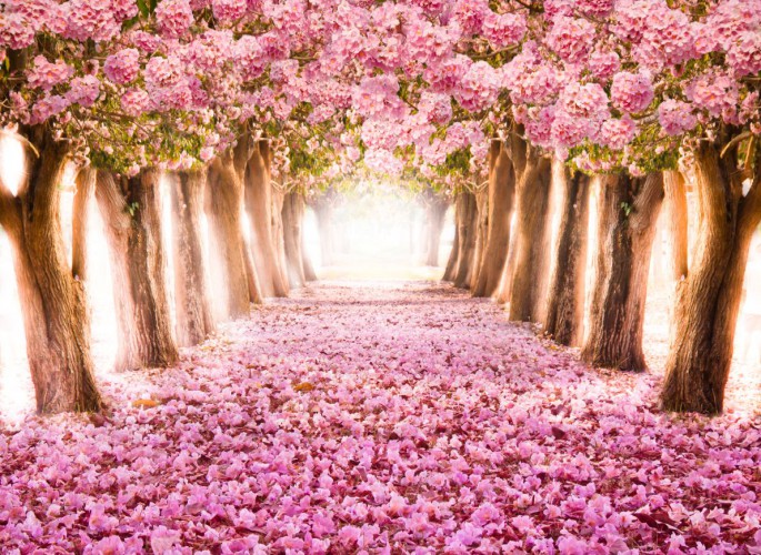 Fototapeta na ścianę tapeta na fizelinie do salonu park róż magnolie 10036 - zdjęcie 2