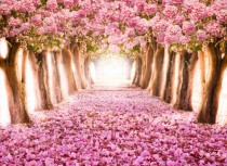 Fototapeta na ścianę tapeta na fizelinie do salonu park róż magnolie 10036 Naklejkomania - zdjecie 2 - miniatura