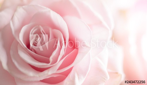 Close up of tenderness pink  rose.