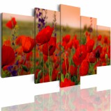 Obrazy 5 częściowe- Łąka kwiaty maki 507 Naklejkomania - zdjecie 1 - miniatura