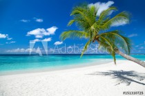 coco palm on tropical paradise island dream beach Naklejkomania - zdjecie 1 - miniatura