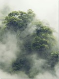 Plakat Fajne drzewo we mgle 61117 Naklejkomania - zdjecie 2 - miniatura