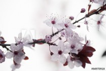 closeup on cherry blossom flowers for zen and inspiration from nature Naklejkomania - zdjecie 1 - miniatura
