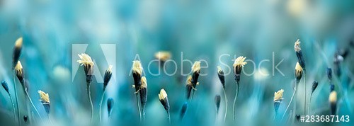 Morning in the spring field - zdjęcie 1