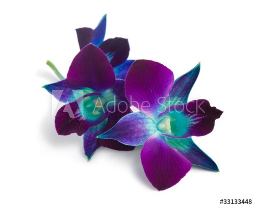 orchid